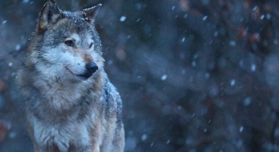wolf