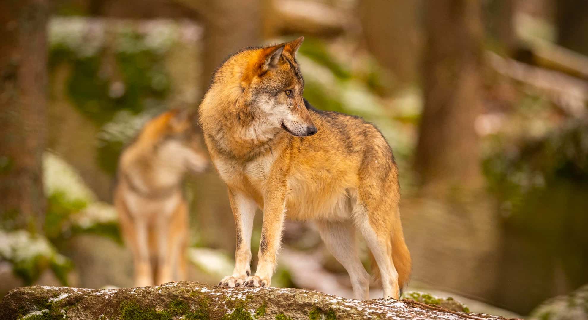 wolf