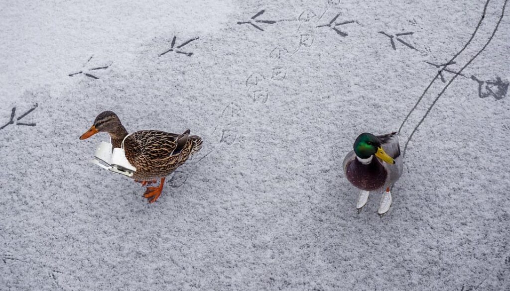 ijs met eenden (Foto Pixabay)