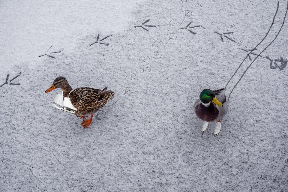 ijs met eenden (Foto Pixabay)