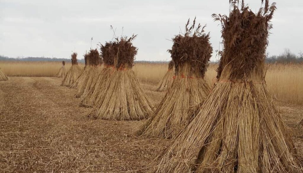 riet (Foto Pixabay)