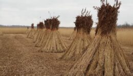 riet (Foto Pixabay)