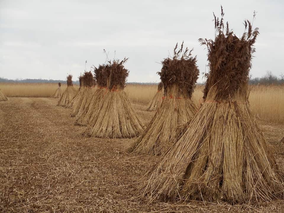 riet (Foto Pixabay)