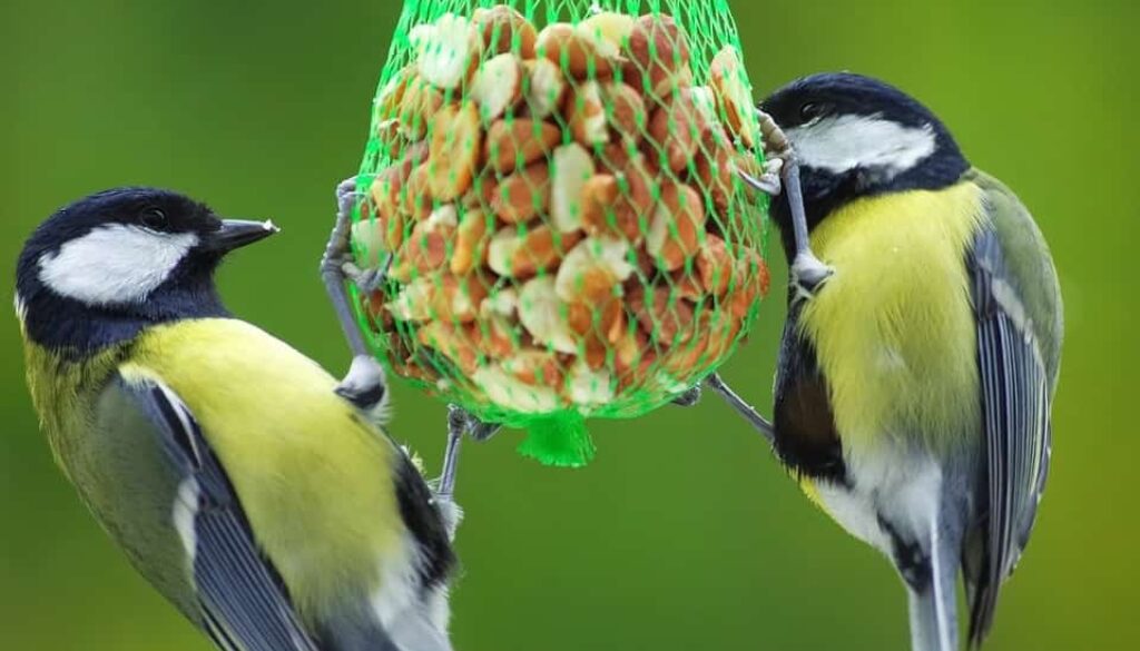 wintervoeding vogels (Foto Pixabay)