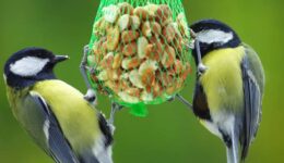 wintervoeding vogels (Foto Pixabay)