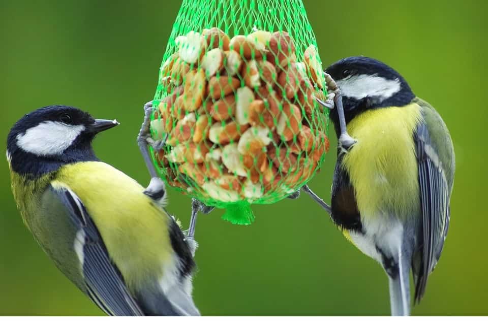 wintervoeding vogels (Foto Pixabay)