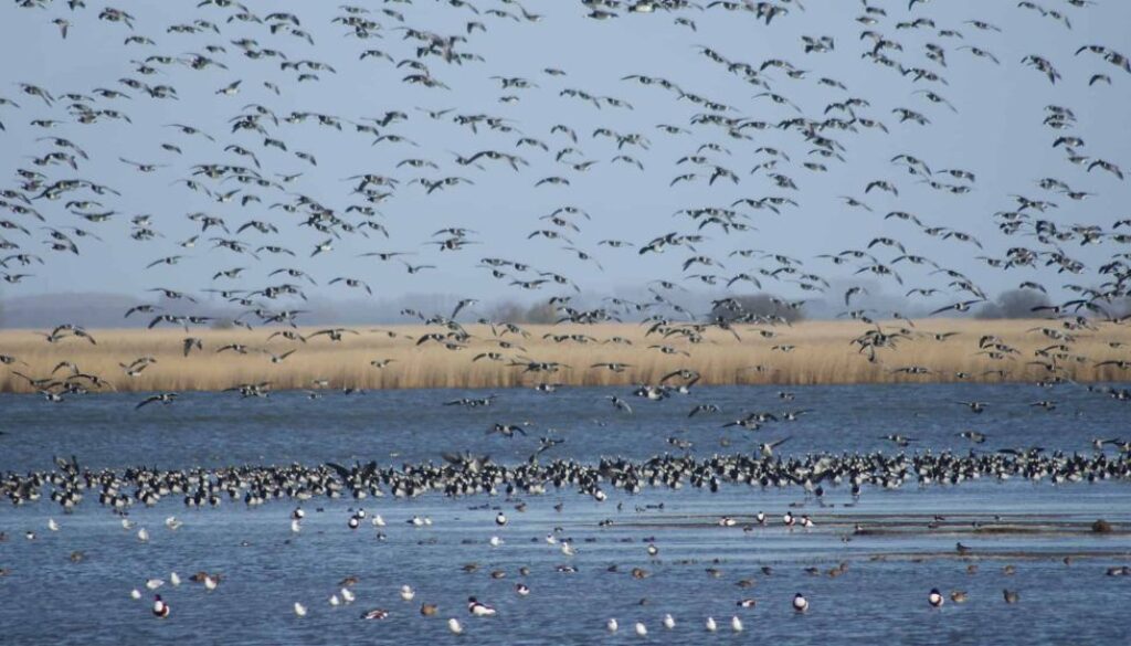 Excursie Lauwersmeer opvliegende ganzen fotograaf Albert Steenbergen