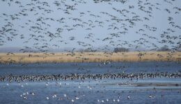 Excursie Lauwersmeer opvliegende ganzen fotograaf Albert Steenbergen