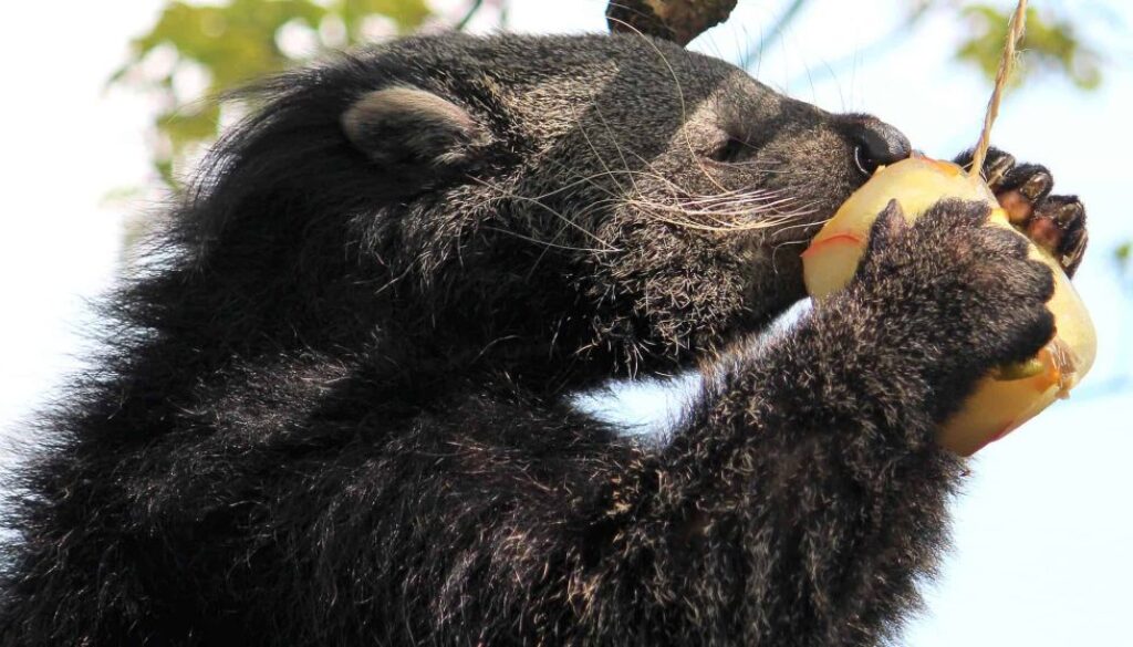 Taman Indonesia Binturong 30-4-12 286a