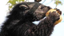 Taman Indonesia Binturong 30-4-12 286a
