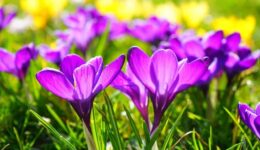 krokus (Foto Pixabay)