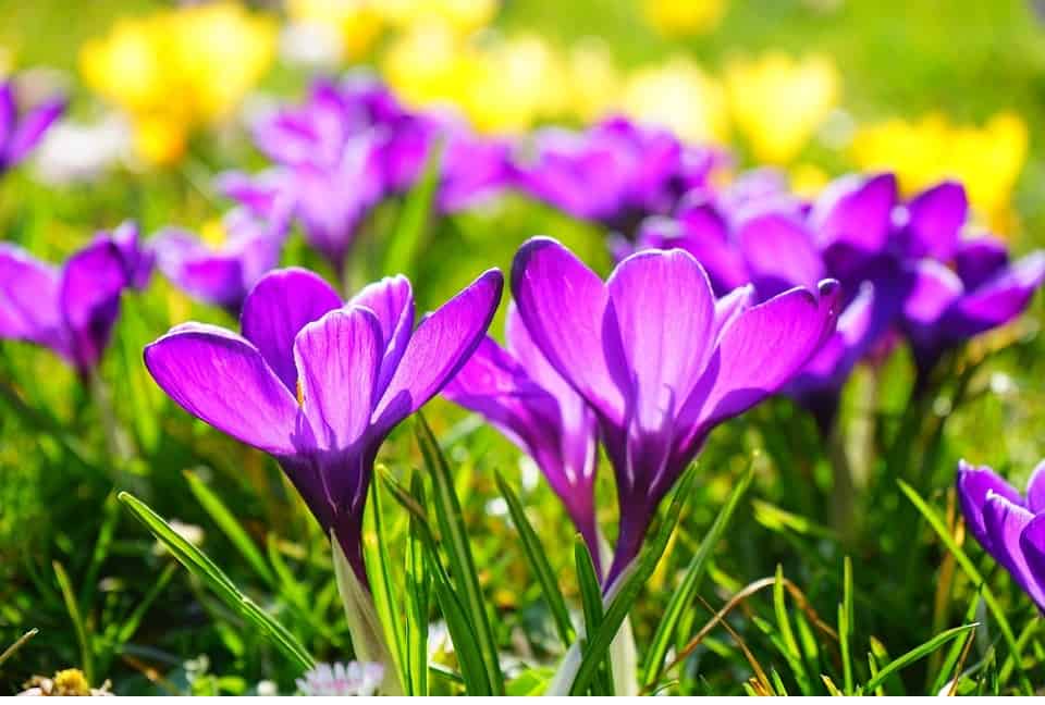 krokus (Foto Pixabay)