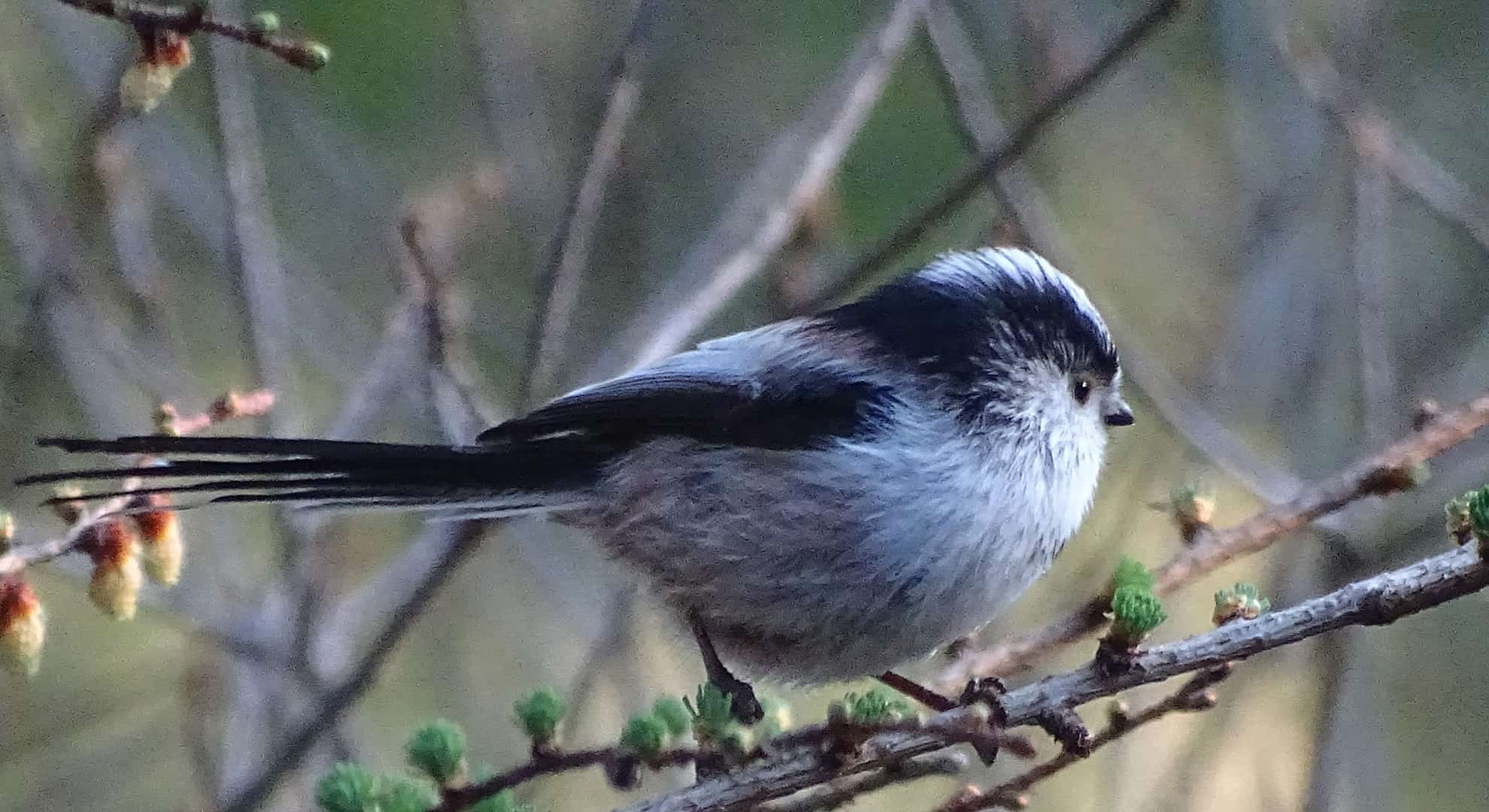 Staartmees,foto Henk Bergsma