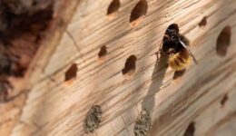 insectenhotel (Foto Pixabay)