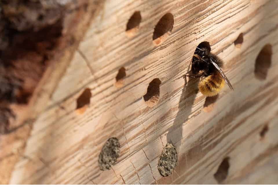 insectenhotel (Foto Pixabay)