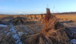 rietschoven winter