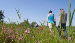 NAMO29994 wilde bloemen wandeling