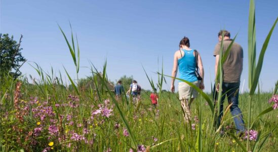 NAMO29994 wilde bloemen wandeling