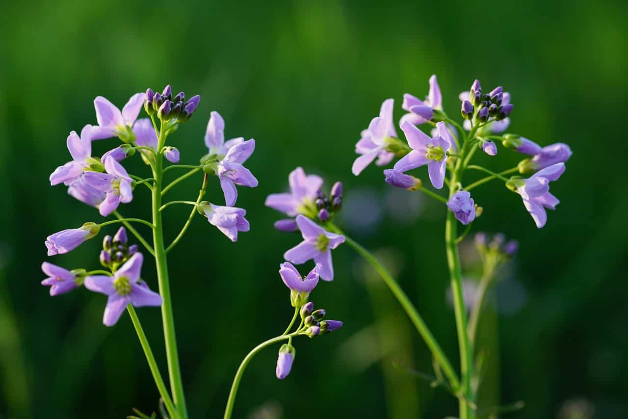 pinksterbloemen (Foto Pixabay)