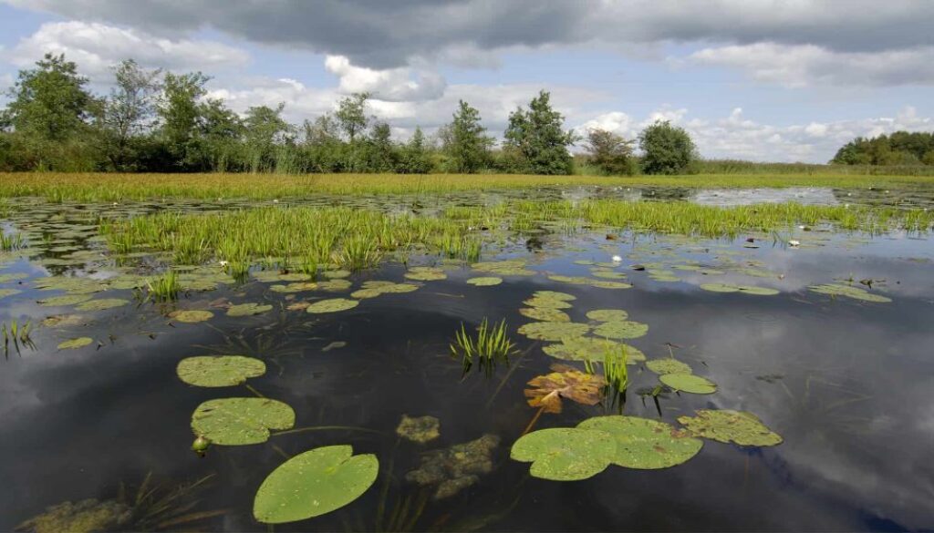 ©Philip Friskorn-trekgat waterlelies krabbescheer