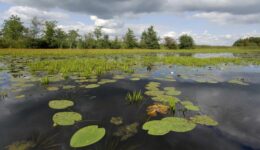 ©Philip Friskorn-trekgat waterlelies krabbescheer