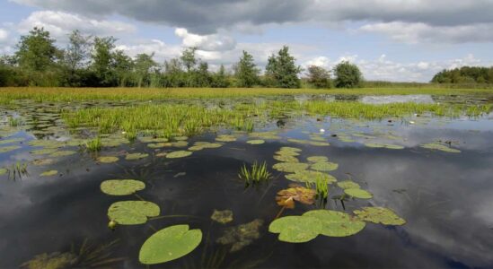 ©Philip Friskorn-trekgat waterlelies krabbescheer
