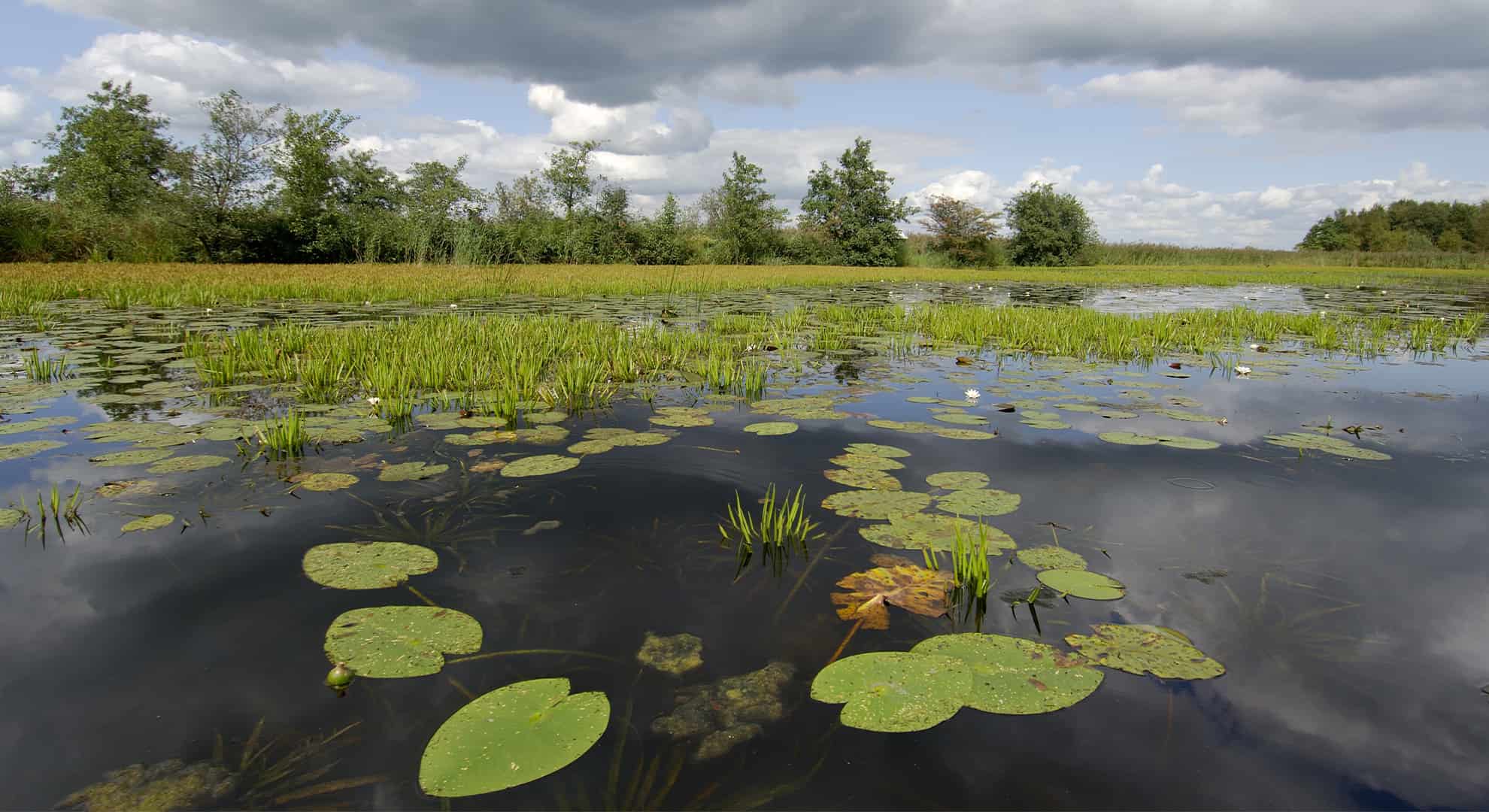 ©Philip Friskorn-trekgat waterlelies krabbescheer