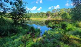 1 juli speciale libellenexcursie foto Koolhaarven, fotograaf Arjen Lensen