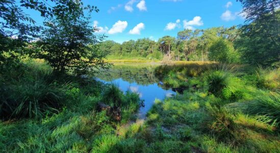 1 juli speciale libellenexcursie foto Koolhaarven, fotograaf Arjen Lensen