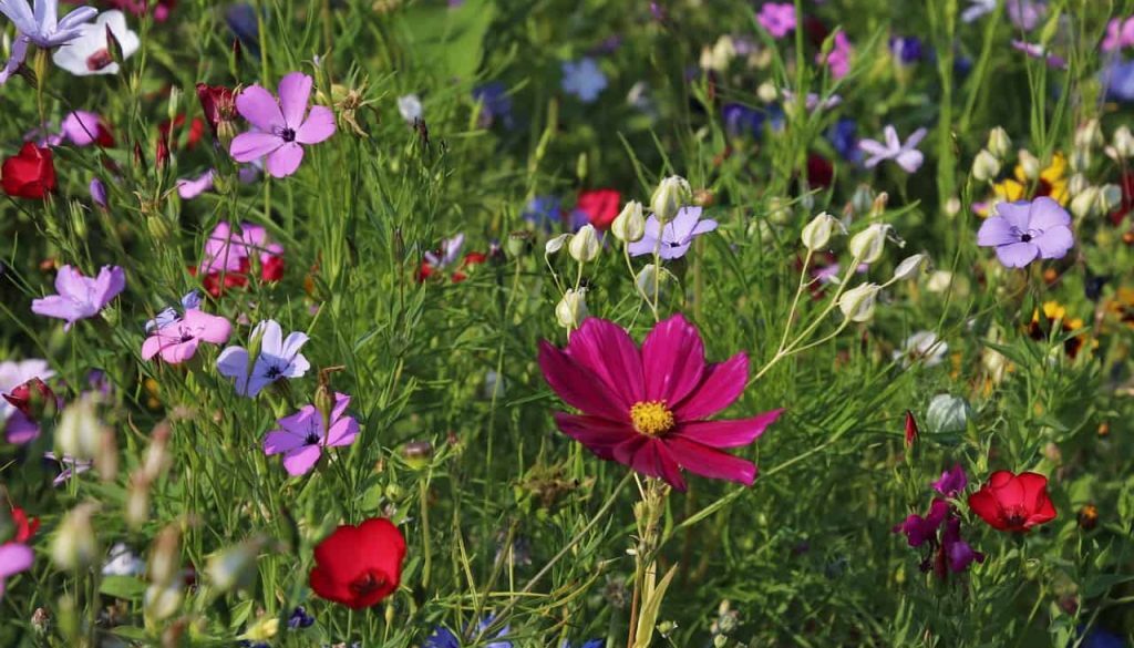 bloementuin (Foto Pixabay)