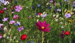 bloementuin (Foto Pixabay)