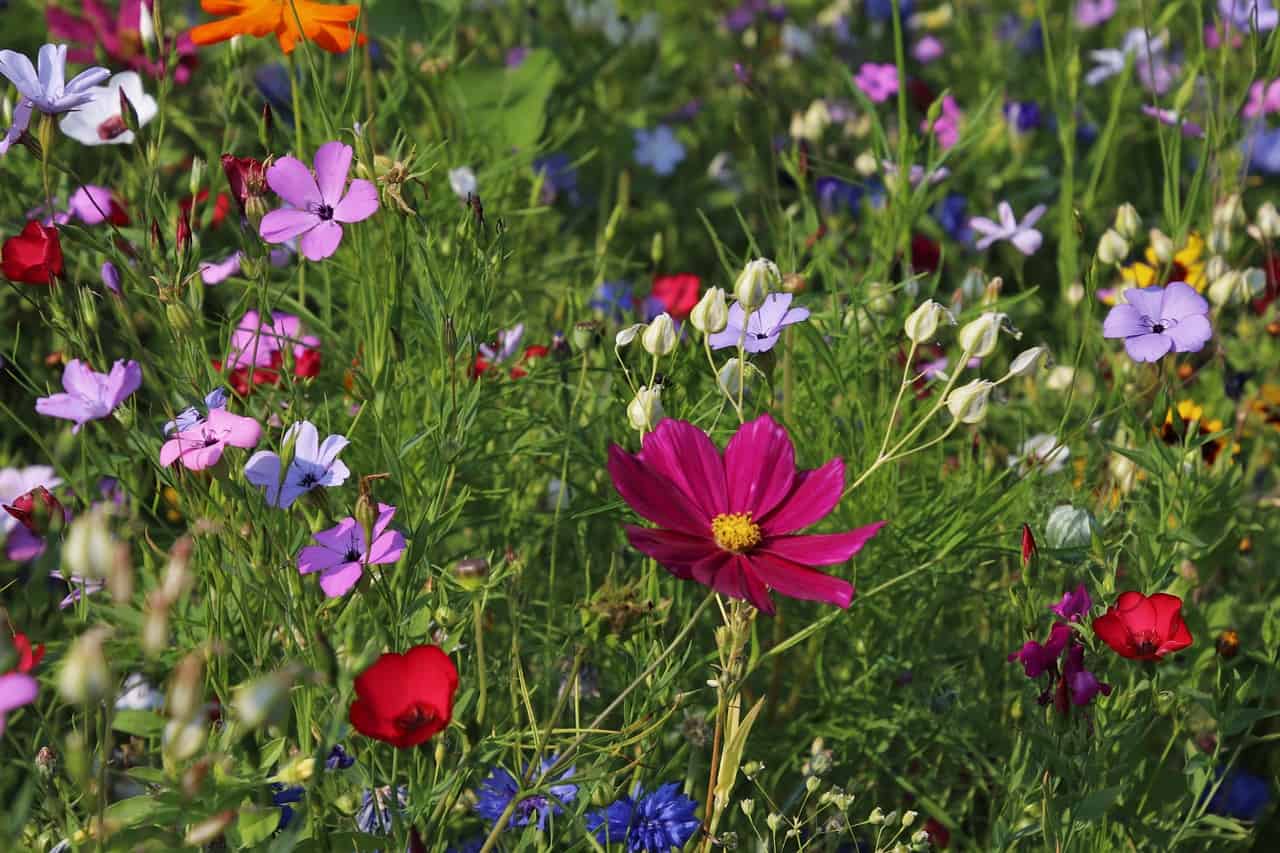 bloementuin (Foto Pixabay)