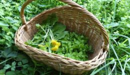 wildplukoogst-1