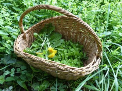 wildplukoogst-1
