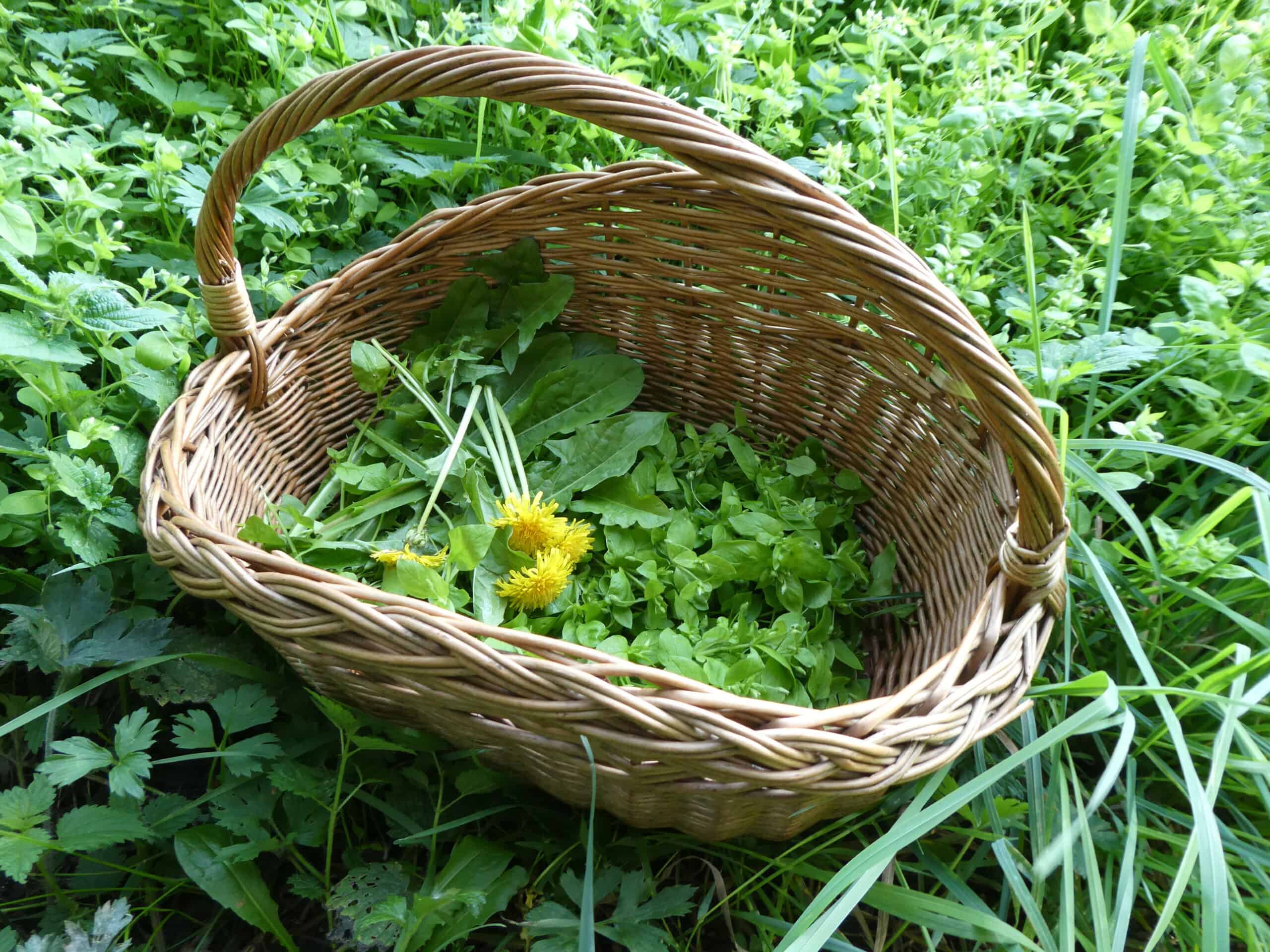 wildplukoogst-1