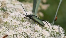 22 juli insectenexcursie Kiersche Wijde foto van Muskusboktor Fotograaf Willem-Jan Hoeffnagel