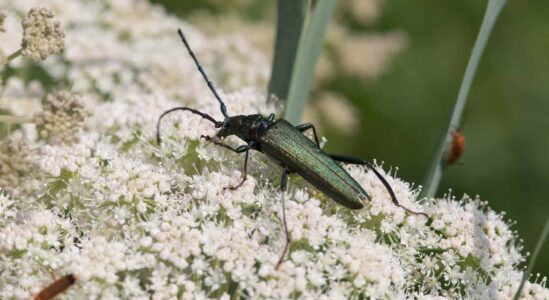 22 juli insectenexcursie Kiersche Wijde foto van Muskusboktor Fotograaf Willem-Jan Hoeffnagel