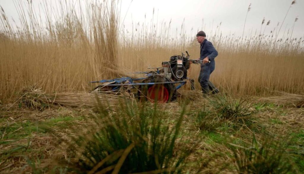 Rietsnijder met oogstmachine