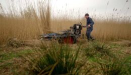 Rietsnijder met oogstmachine