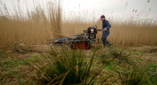 Rietsnijder met oogstmachine
