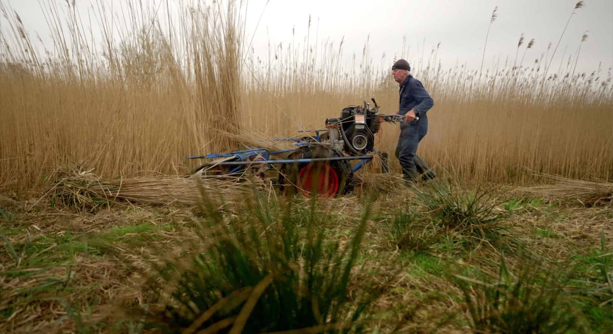 Rietsnijder met oogstmachine