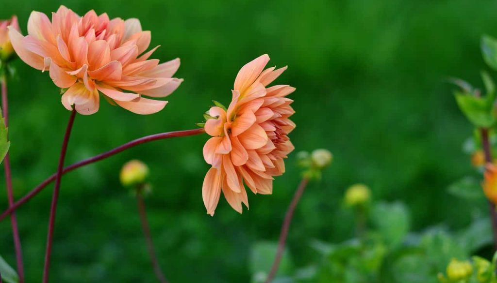 dahlia's (Foto Pixabay)