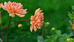 dahlia's (Foto Pixabay)