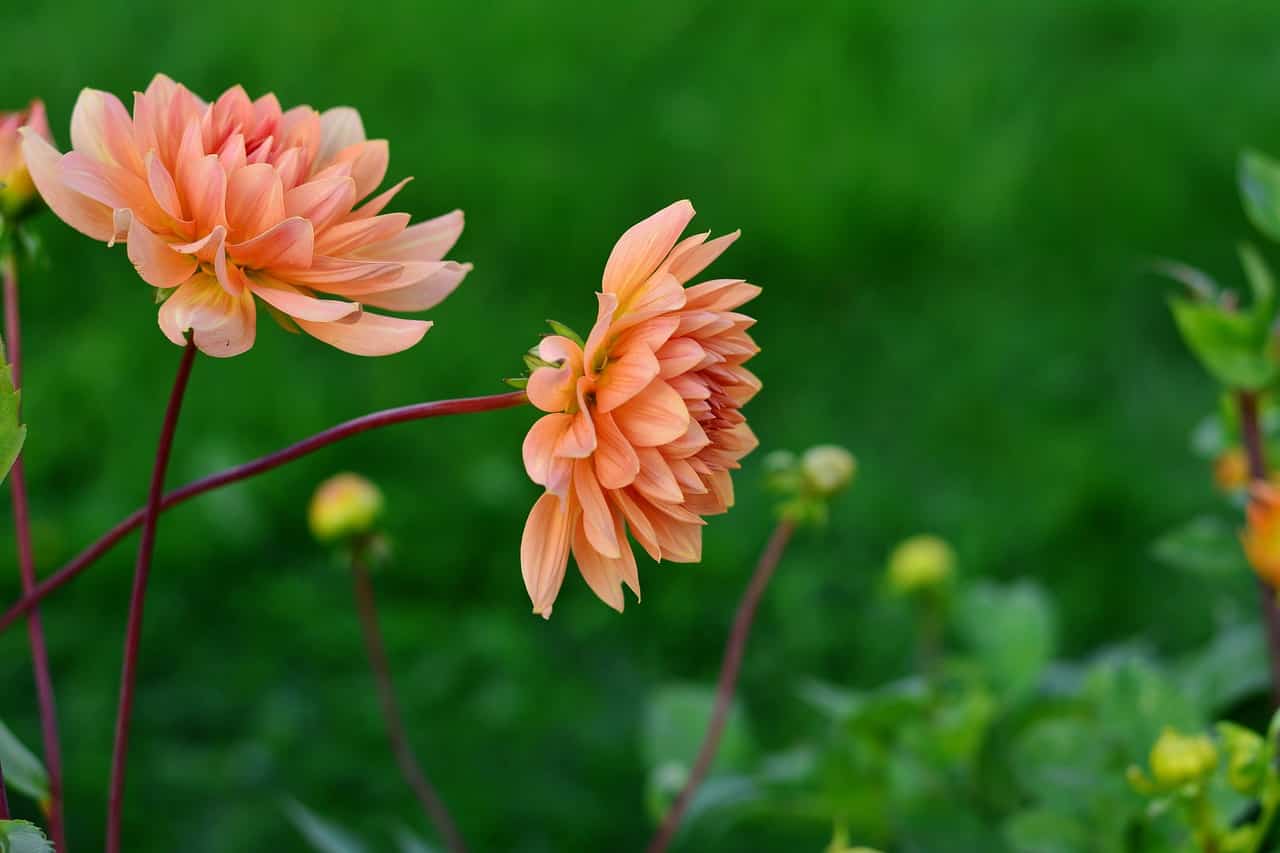 dahlia's (Foto Pixabay)