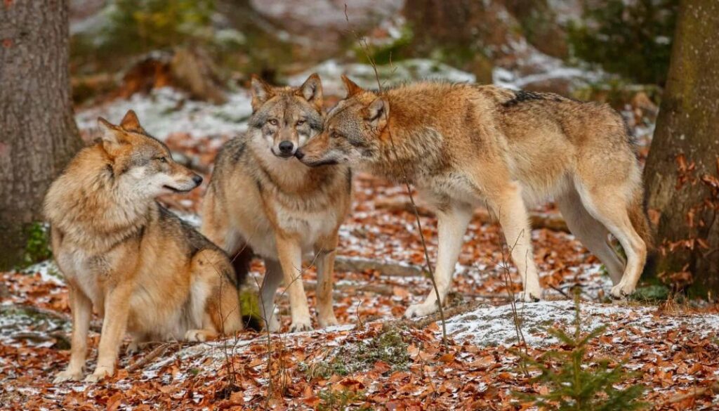 wolf