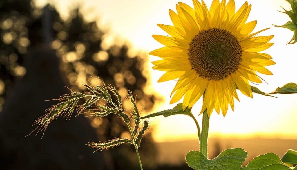 zonnebloem (Foto Pixabay)