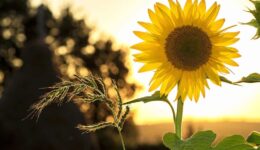 zonnebloem (Foto Pixabay)