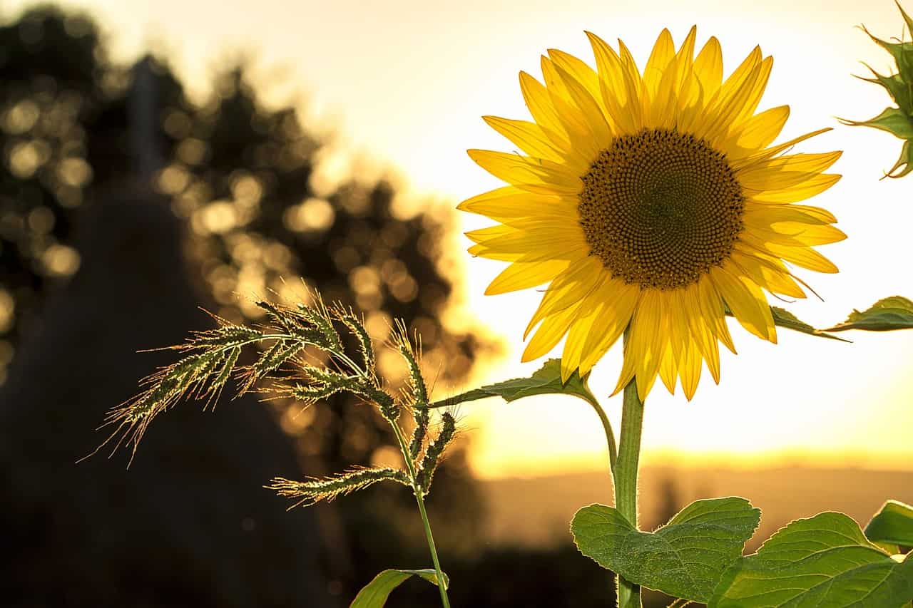 zonnebloem (Foto Pixabay)