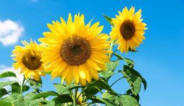 zonnebloemen (Foto Pixabay)