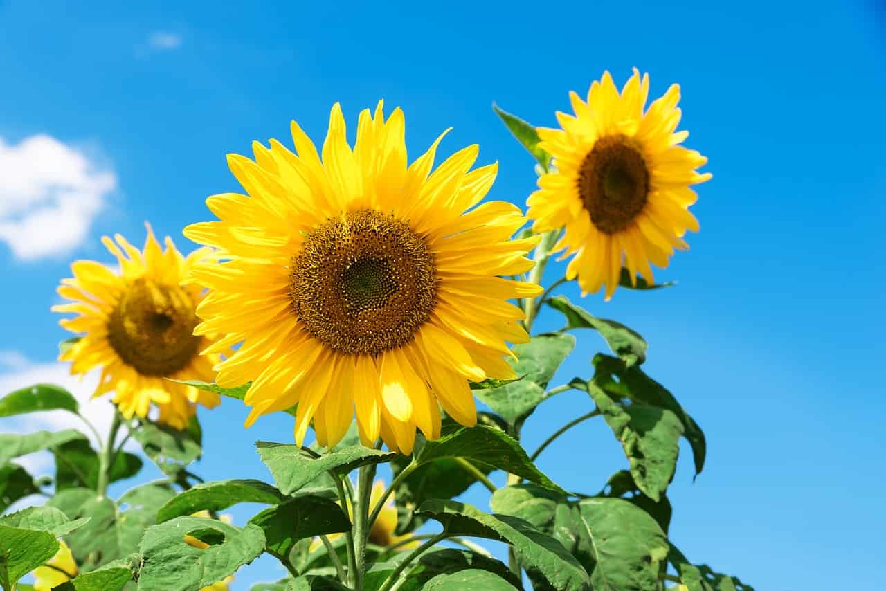 zonnebloemen (Foto Pixabay)